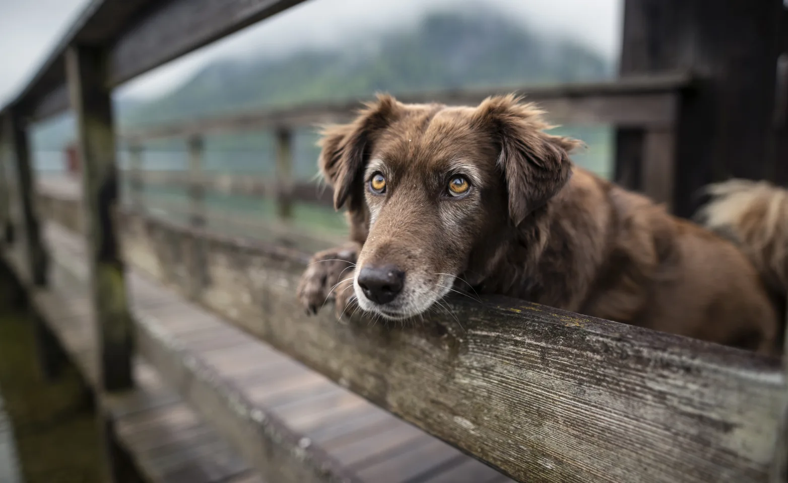 Older dog leaning with paw on wood fence